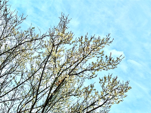 f:id:azumino874:20260207141042j:image