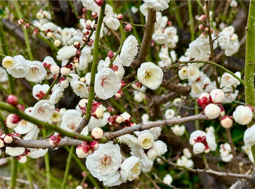 f:id:azumino874:20260207141137j:image