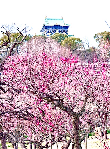 f:id:azumino874:20260207141559j:image