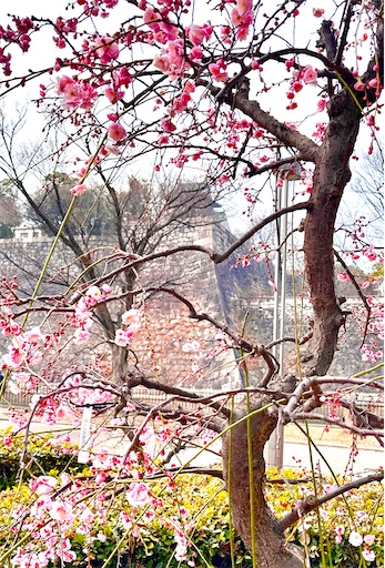 f:id:azumino874:20260207141602j:image