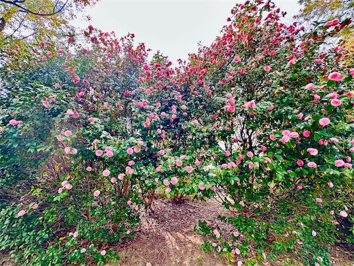 f:id:azumino874:20260330084305j:image