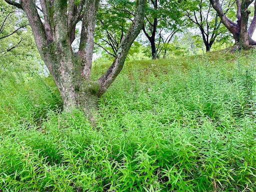 f:id:azumino874:20260620190120j:image