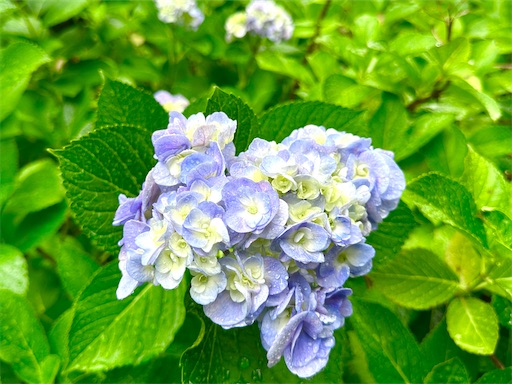 f:id:azumino874:20260620190246j:image