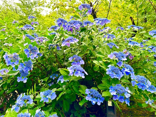 f:id:azumino874:20260620190302j:image