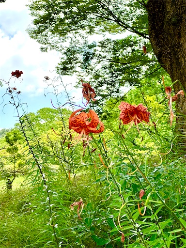 f:id:azumino874:20260725122015j:image