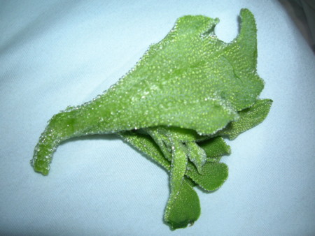 f:id:azumy:20081116165528j:image
