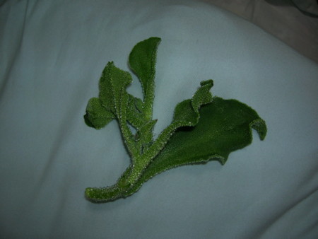 f:id:azumy:20081116165727j:image