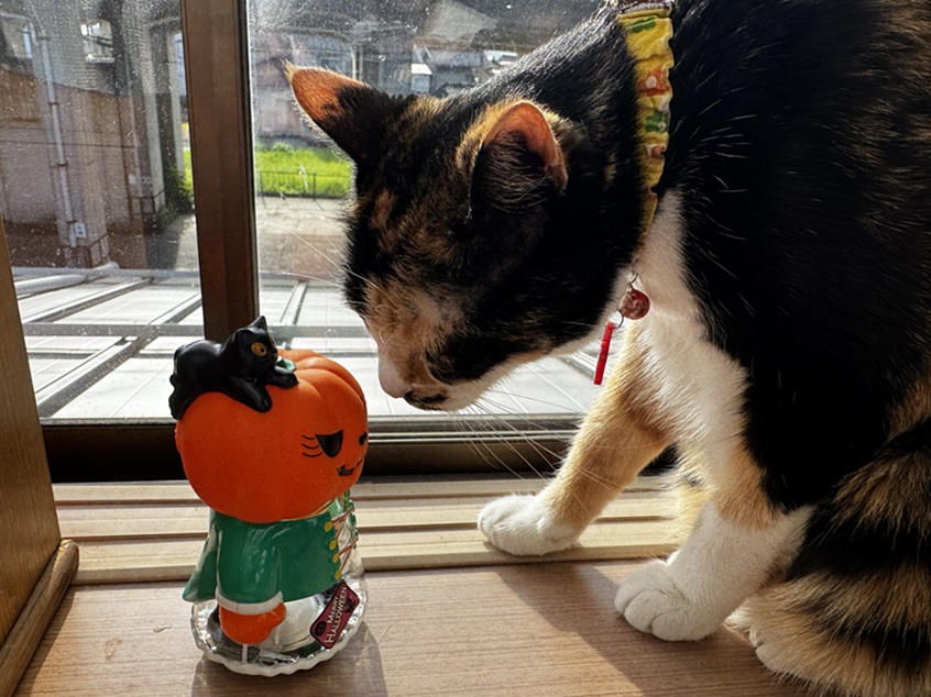 秋の季節感を楽しもう🎃 - りんごちゃん 速達で～す！