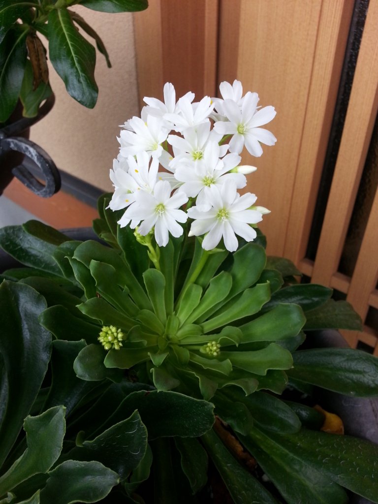 f:id:azusaya:20160820151924j:plain f:id:azusaya:20160820151924j:plain