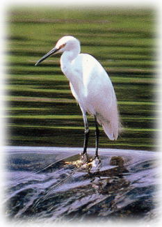 f:id:azusaya:20161115154653j:plain