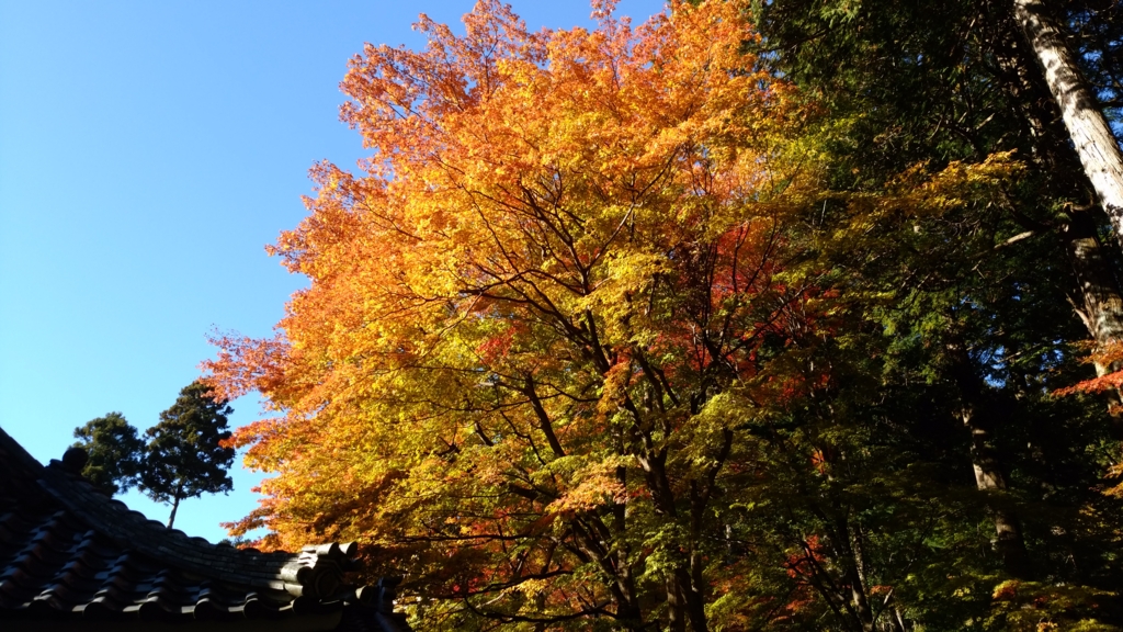 f:id:azusaya:20161115160549j:plain