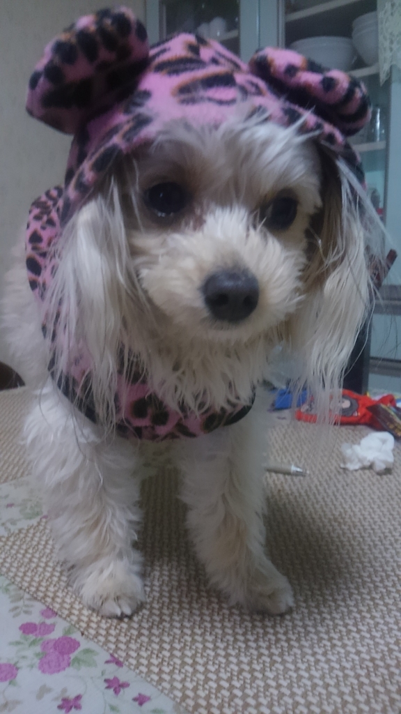 f:id:azusaya:20170124003004j:plain