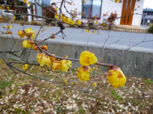 f:id:azusaya:20170202144205j:plain f:id:azusaya:20170202144205j:plain