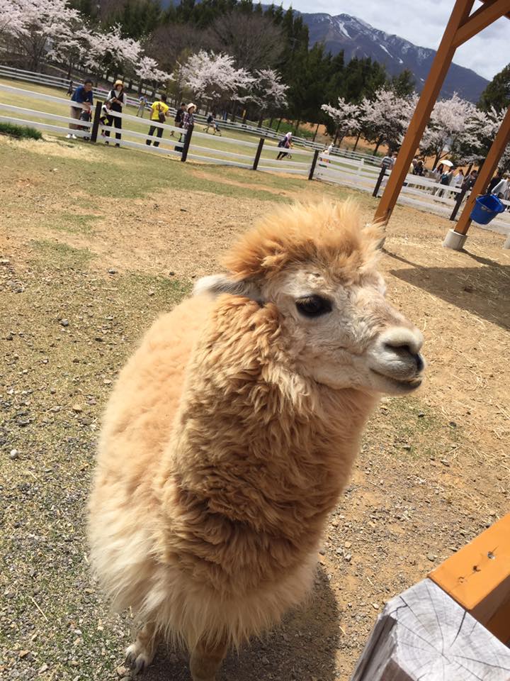 f:id:azusaya:20170518162926j:plain