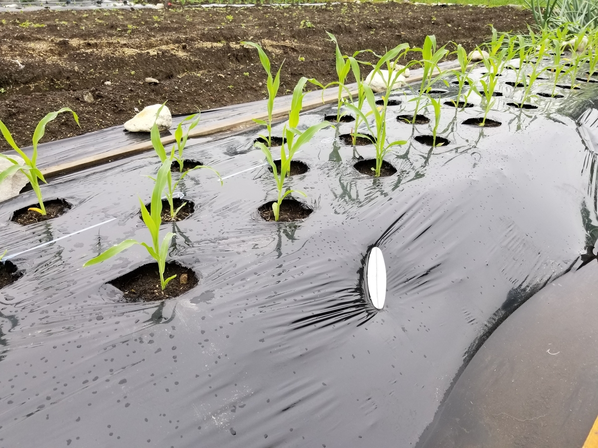 f:id:azusaya:20190613132001j:plain f:id:azusaya:20190613132001j:plain