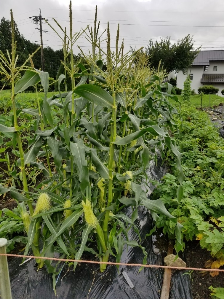f:id:azusaya:20190724115627j:plain