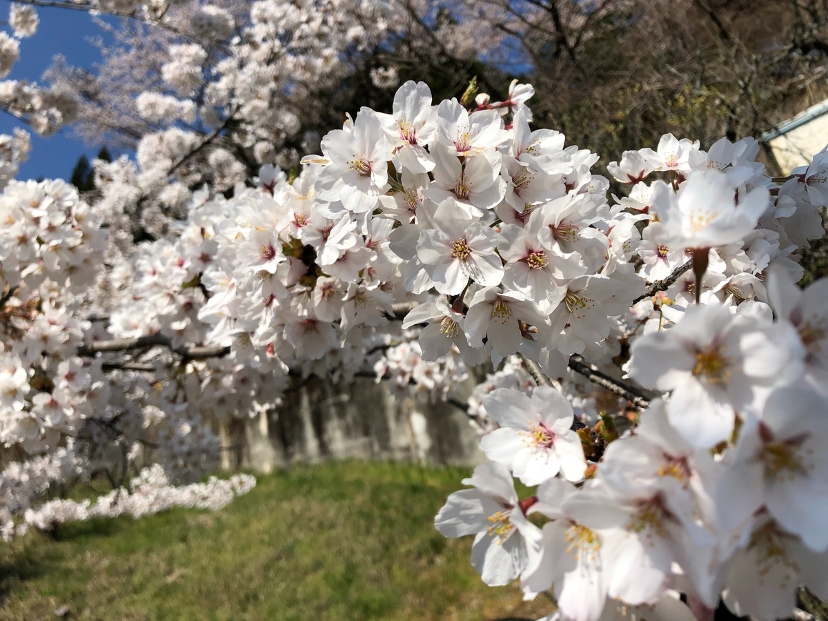 f:id:azusaya:20200409152122j:plain
