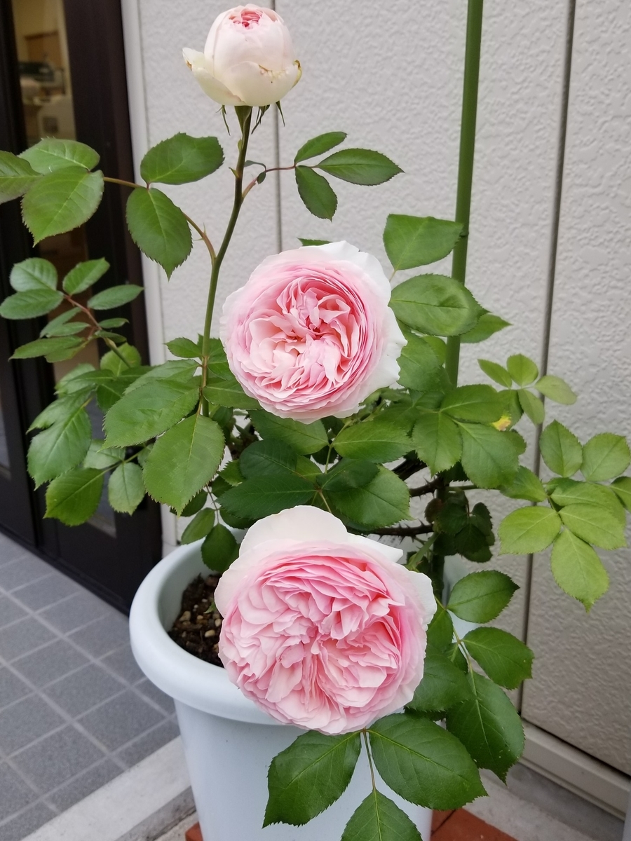 f:id:azusaya:20200605175220j:plain f:id:azusaya:20200605175220j:plain
