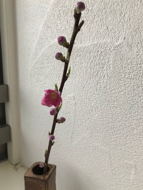 f:id:azutatsu:20200222103748j:plain
