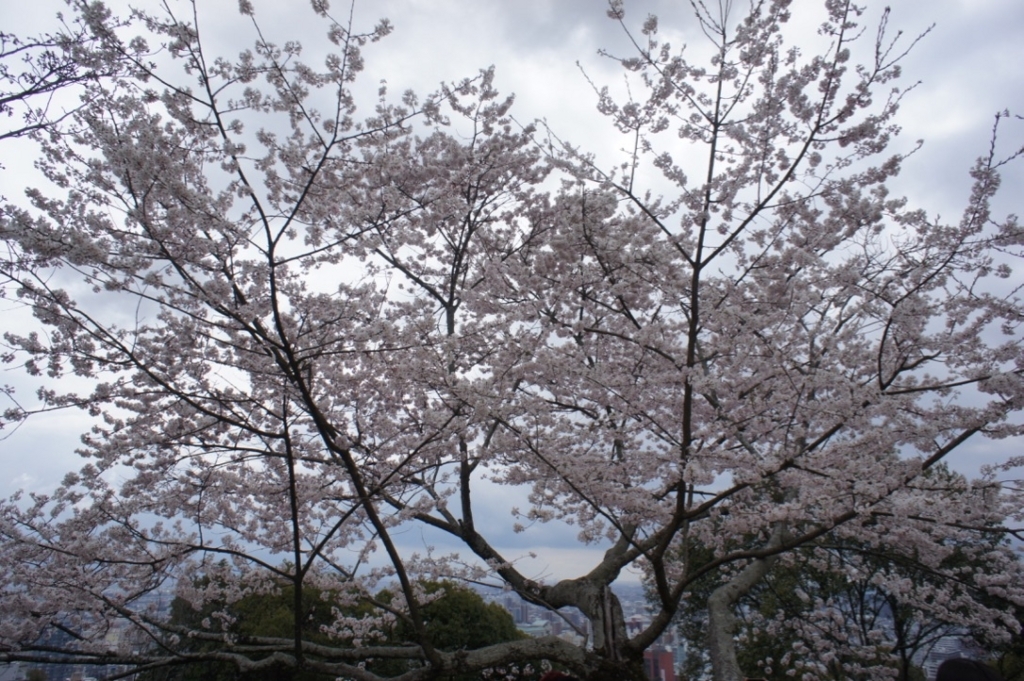 f:id:azuyuz:20180516060411j:plain f:id:azuyuz:20180516060411j:plain
