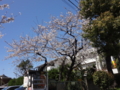 [桜2013]