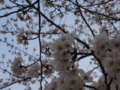 [桜2013]