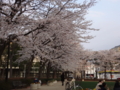 [桜2013]