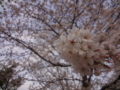 [桜2013]