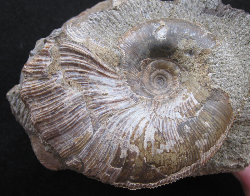 Gaudryceras denseplicatum - ぱきおの石置場