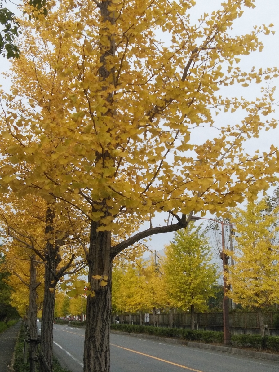 f:id:b-hayaaruki26:20211101083425j:plain