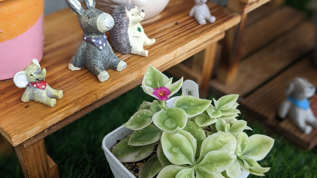 斑入りベビーサンローズ（ハマミズナ科アプテニア属） - b-keiko's blog
