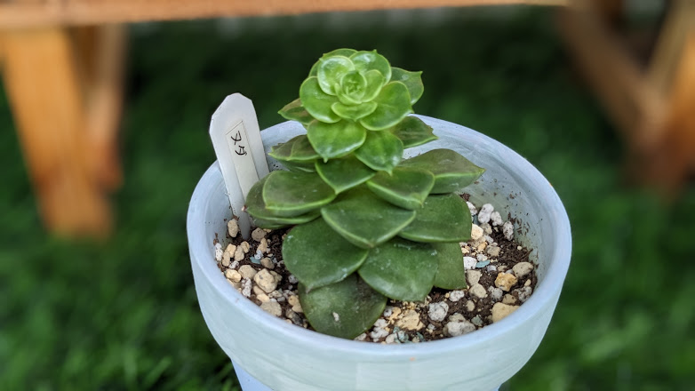 ヌダ錦 2苗セット 多肉植物 エケベリア SALE】ヌダ錦 エケベリア 韓国苗 多肉植物 多肉植物 プクニク 通販 16588443｜Creema(クリーマ)  ハンドメイド・手作り・クラフト作品の販売サイト