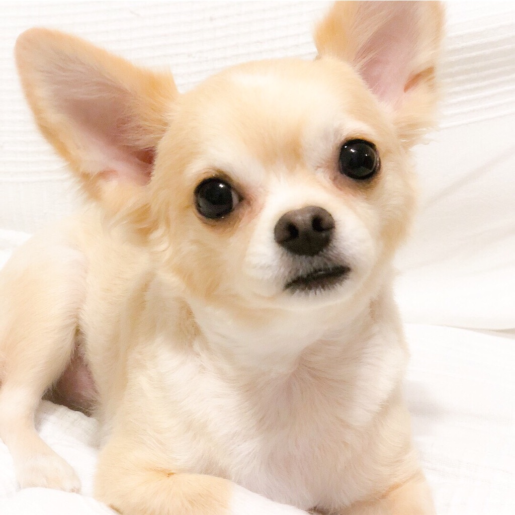 f:id:b-oyaji-yume:20181015132715j:image
