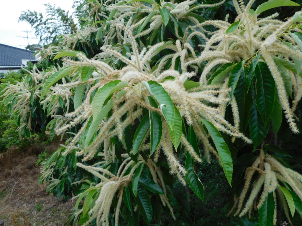 f:id:b0916903:20160630173249j:plain:w360