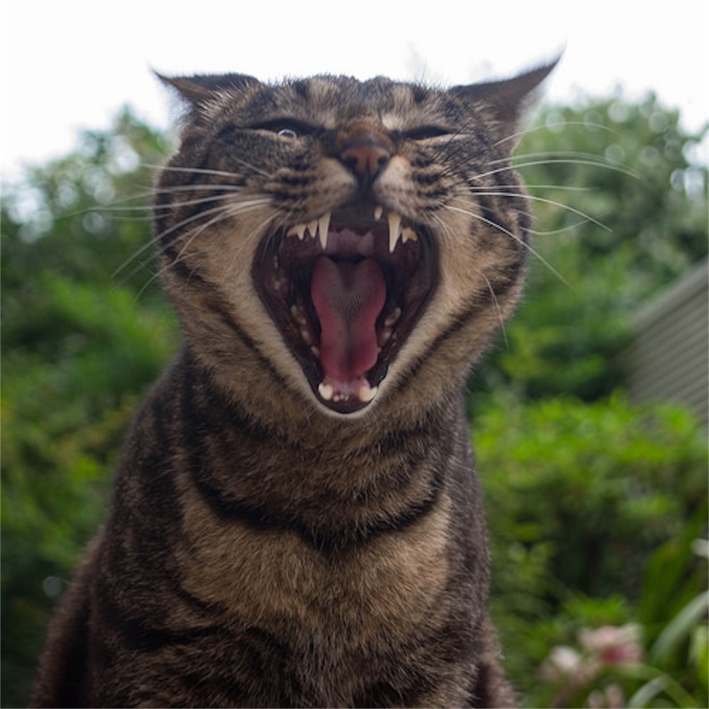 f:id:b0w_and_arr0ws:20190121144244j:image
