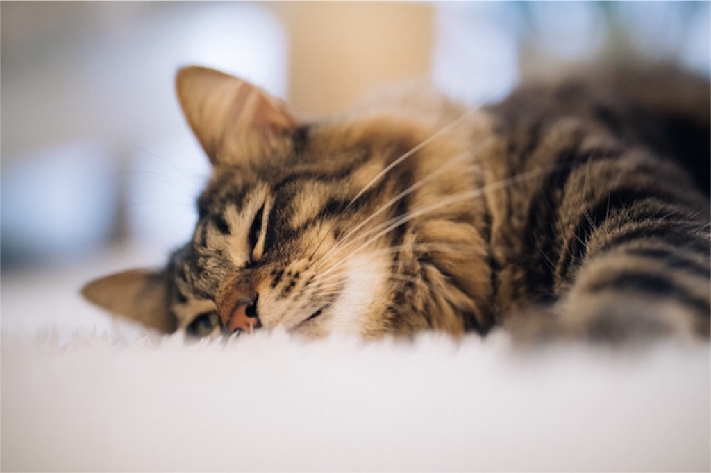 f:id:b0w_and_arr0ws:20190204081154j:image