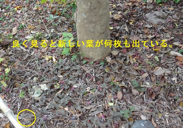 イメージ 11