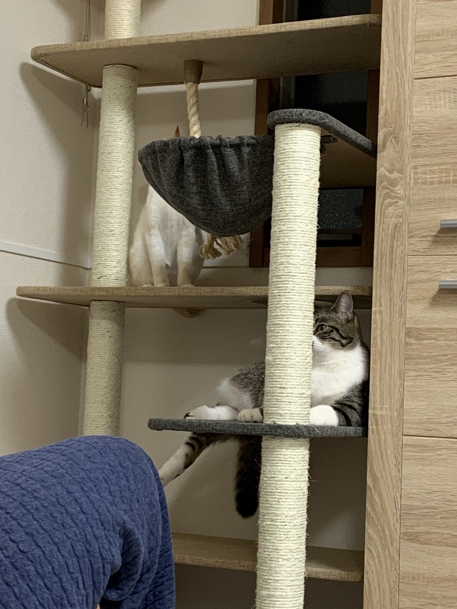 f:id:b7472:20200328190858j:plain f:id:b7472:20200328190858j:plain