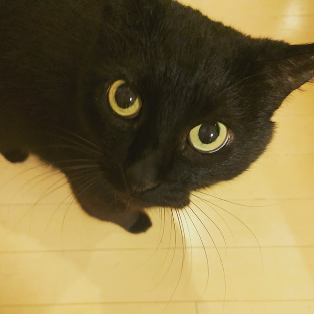 f:id:bIackcat:20210910221109j:plain
