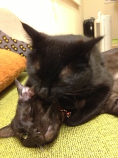 f:id:bIackcat:20210910221545j:plain