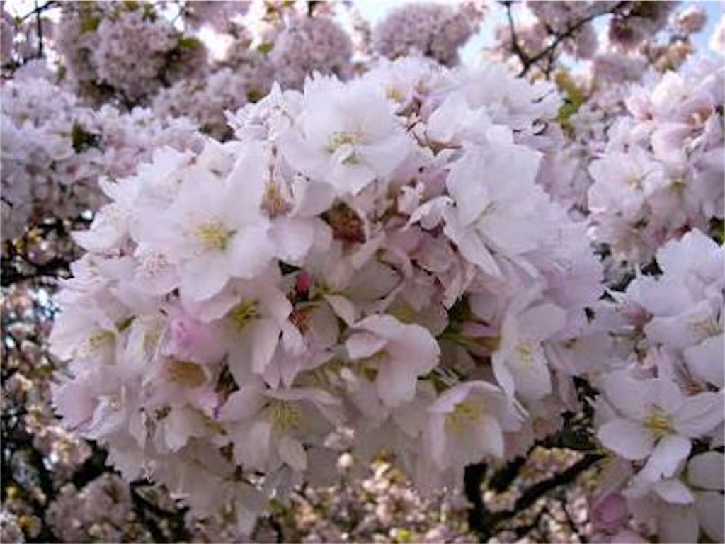f:id:b_bf_wu3:20170404210844j:image f:id:b_bf_wu3:20170404210844j:image