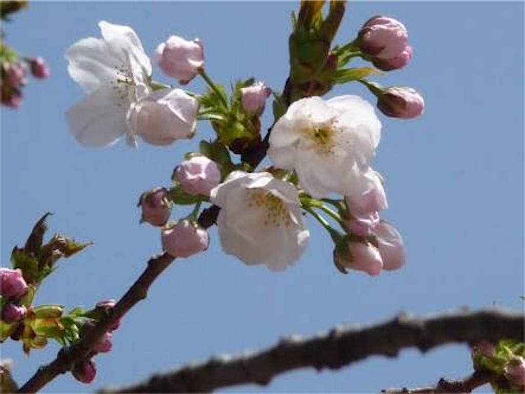 f:id:b_bf_wu3:20170404211003j:image f:id:b_bf_wu3:20170404211003j:image