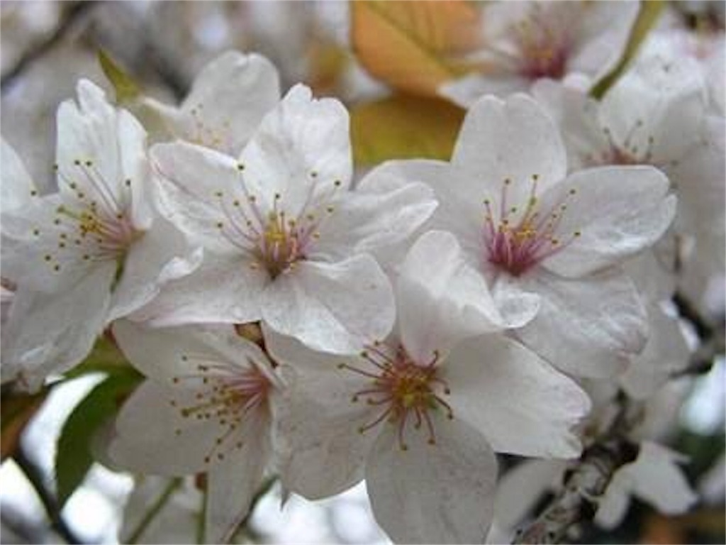 f:id:b_bf_wu3:20170404211200j:image f:id:b_bf_wu3:20170404211200j:image