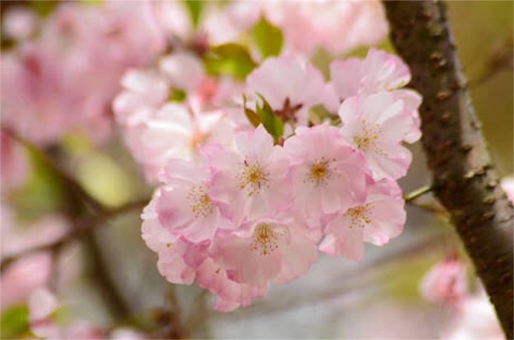 f:id:b_bf_wu3:20170404211708j:image f:id:b_bf_wu3:20170404211708j:image