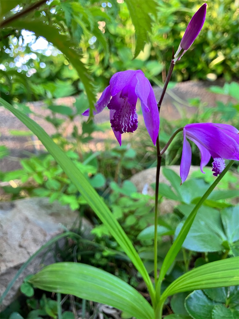 紫陽花の魅力と庭の花たち - 福ネみかん猫Ba〜ba日記