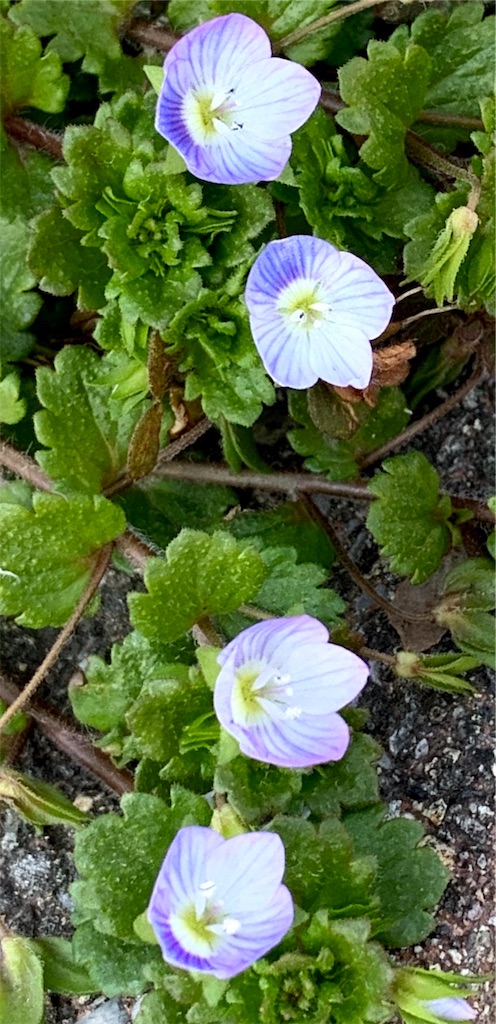 f:id:ba75pan:20200327075130j:image f:id:ba75pan:20200327075130j:image