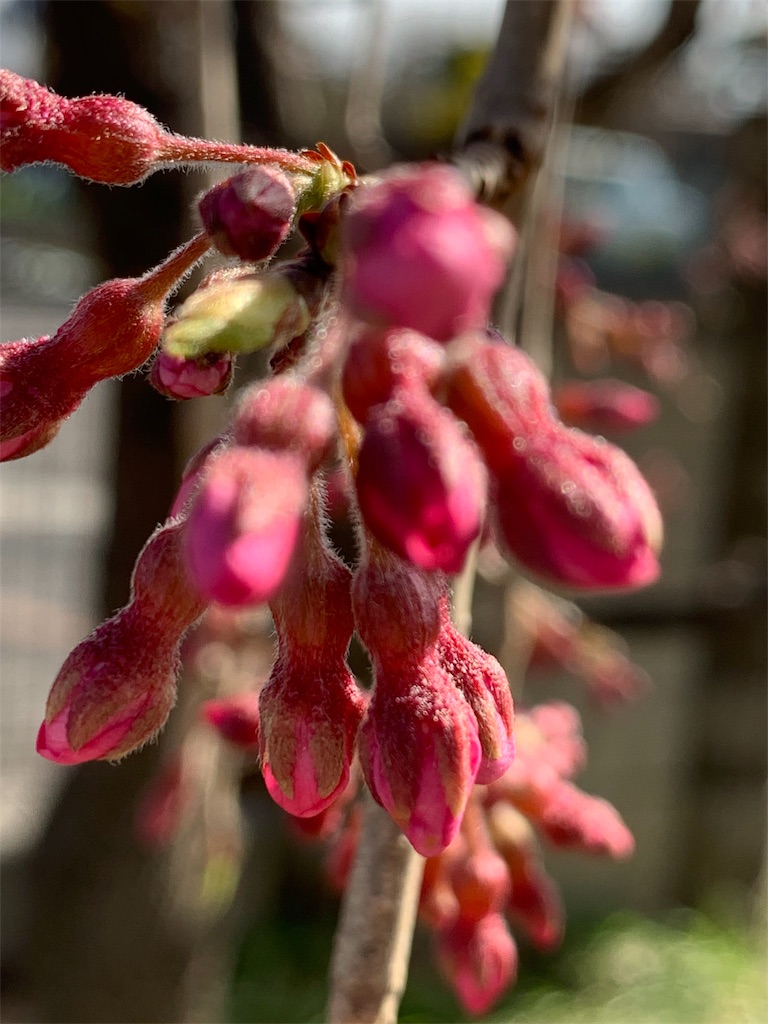 f:id:ba75pan:20200330152301j:image f:id:ba75pan:20200330152301j:image