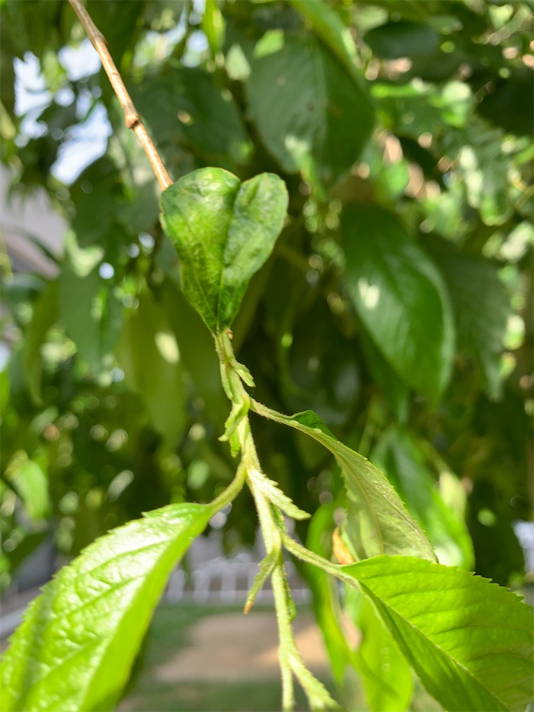 f:id:ba75pan:20210605164359j:image