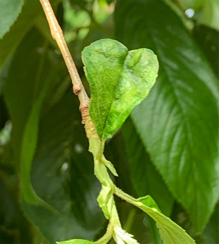 f:id:ba75pan:20210605164446j:image