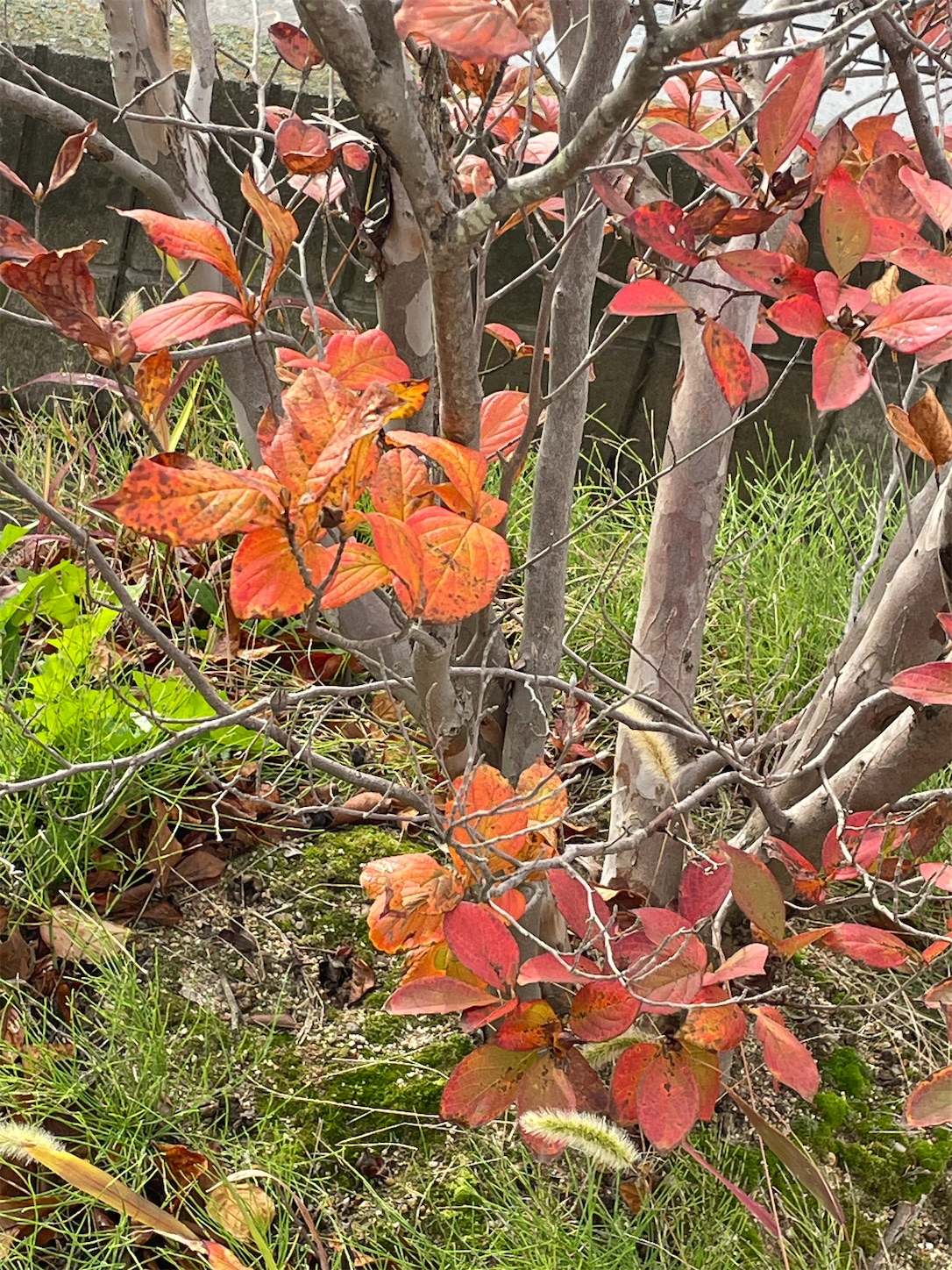 f:id:ba75pan:20251110092851j:image